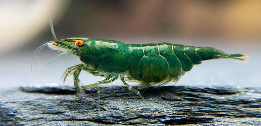 Verkaufsstart der Green Demon & Rückblick auf 5 Jahre Zuchtarbeit