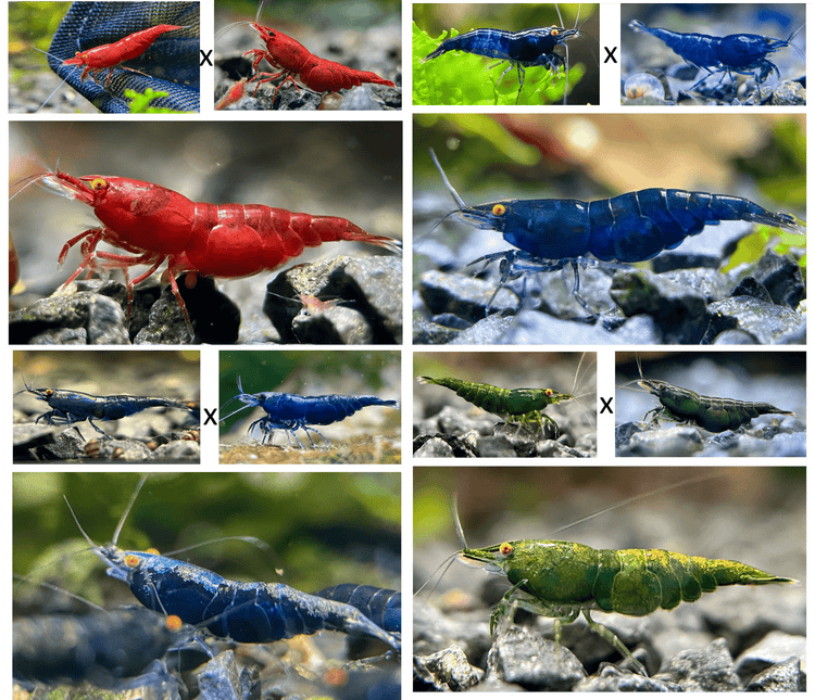 DIY Neocaridina OE/Demon Zuchtgruppen