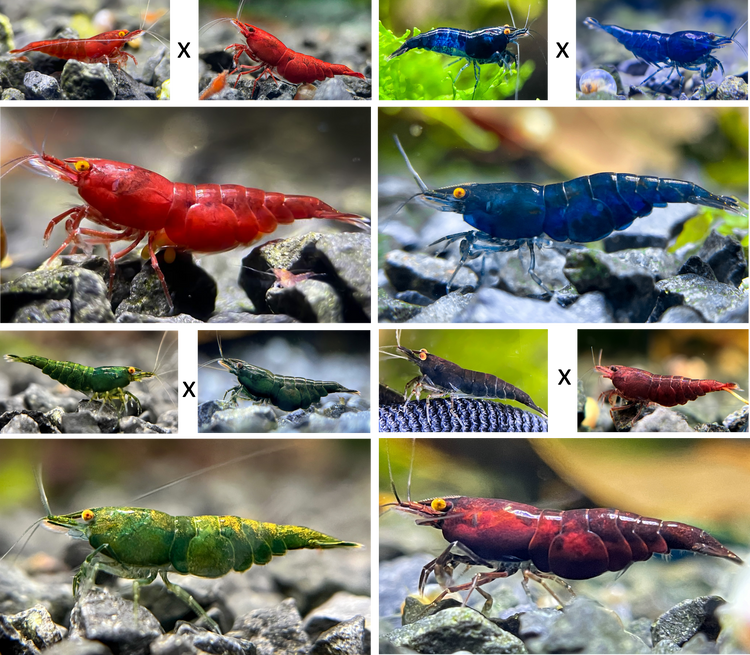 DIY Neocaridina OE/Demon Zuchtgruppen