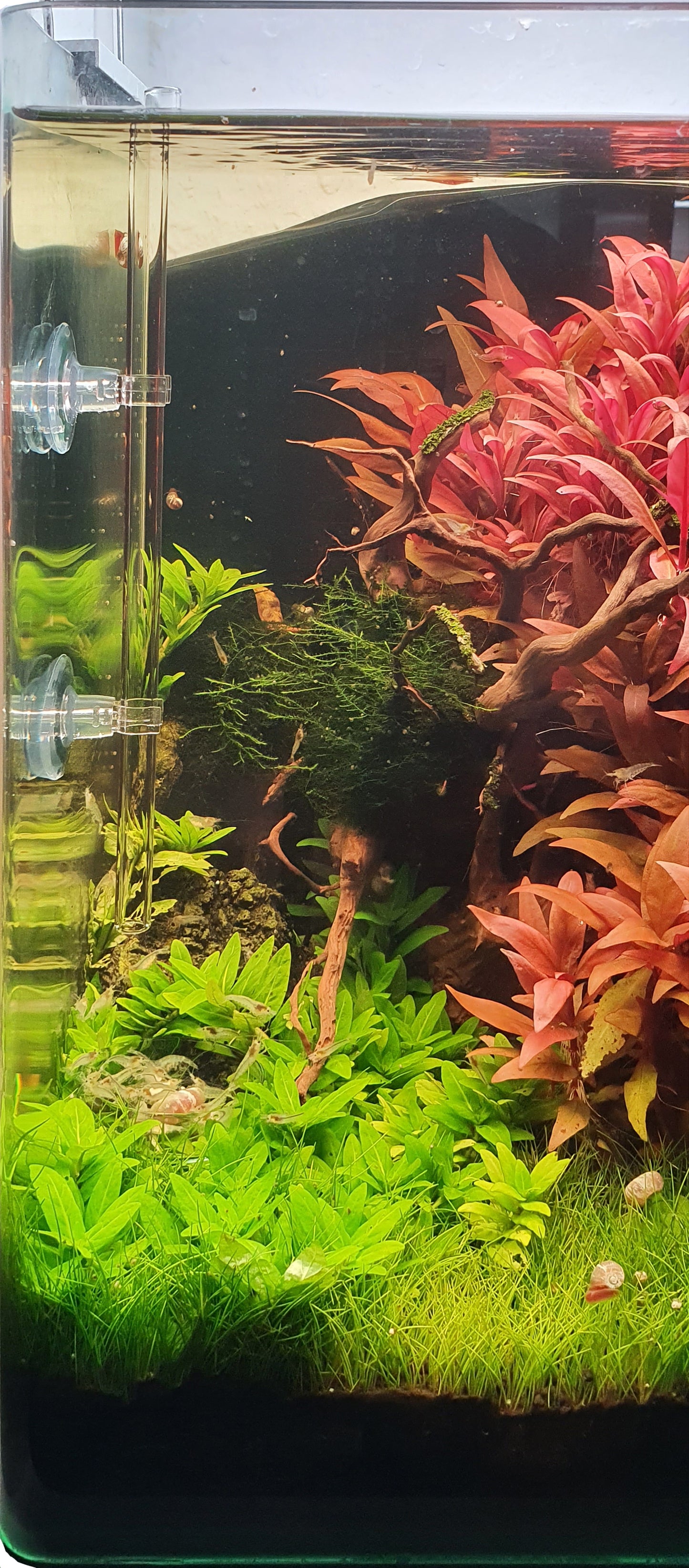 GARNELEN4YOU® Futterrohrset (22 cm)