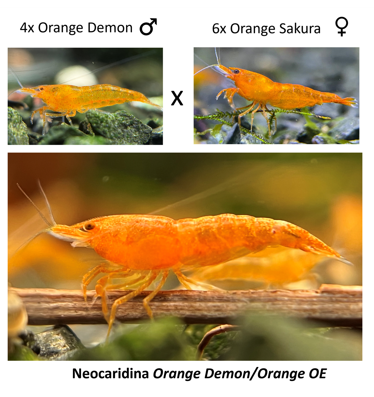 DIY Neocaridina "Orange Demon" Zuchtgruppe
