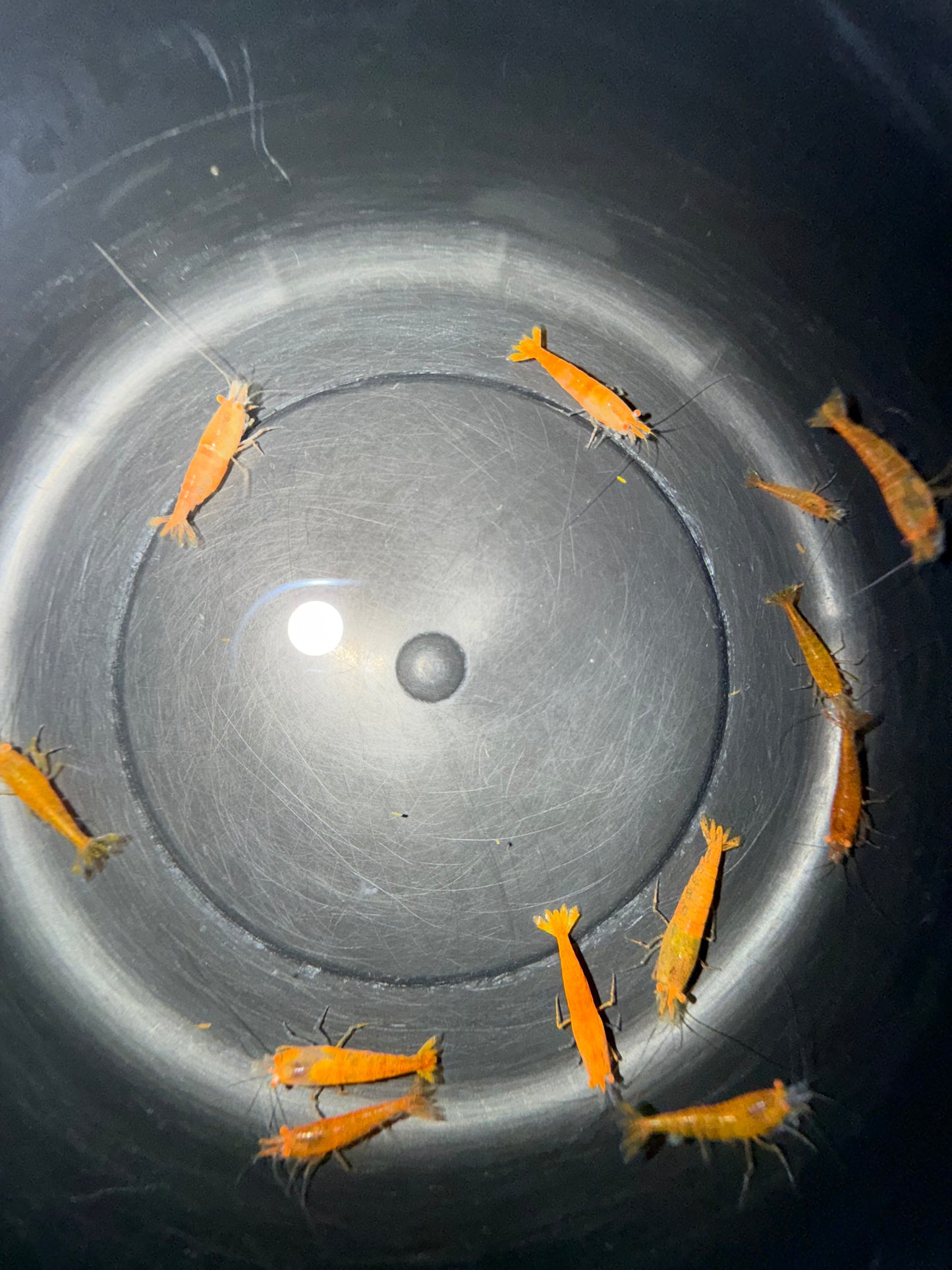 Ausselektierte Neocaridina "Orange Sakura OE"