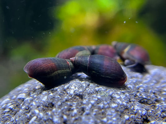 Melanopsis buccinoidea sp. "Purple Haze"