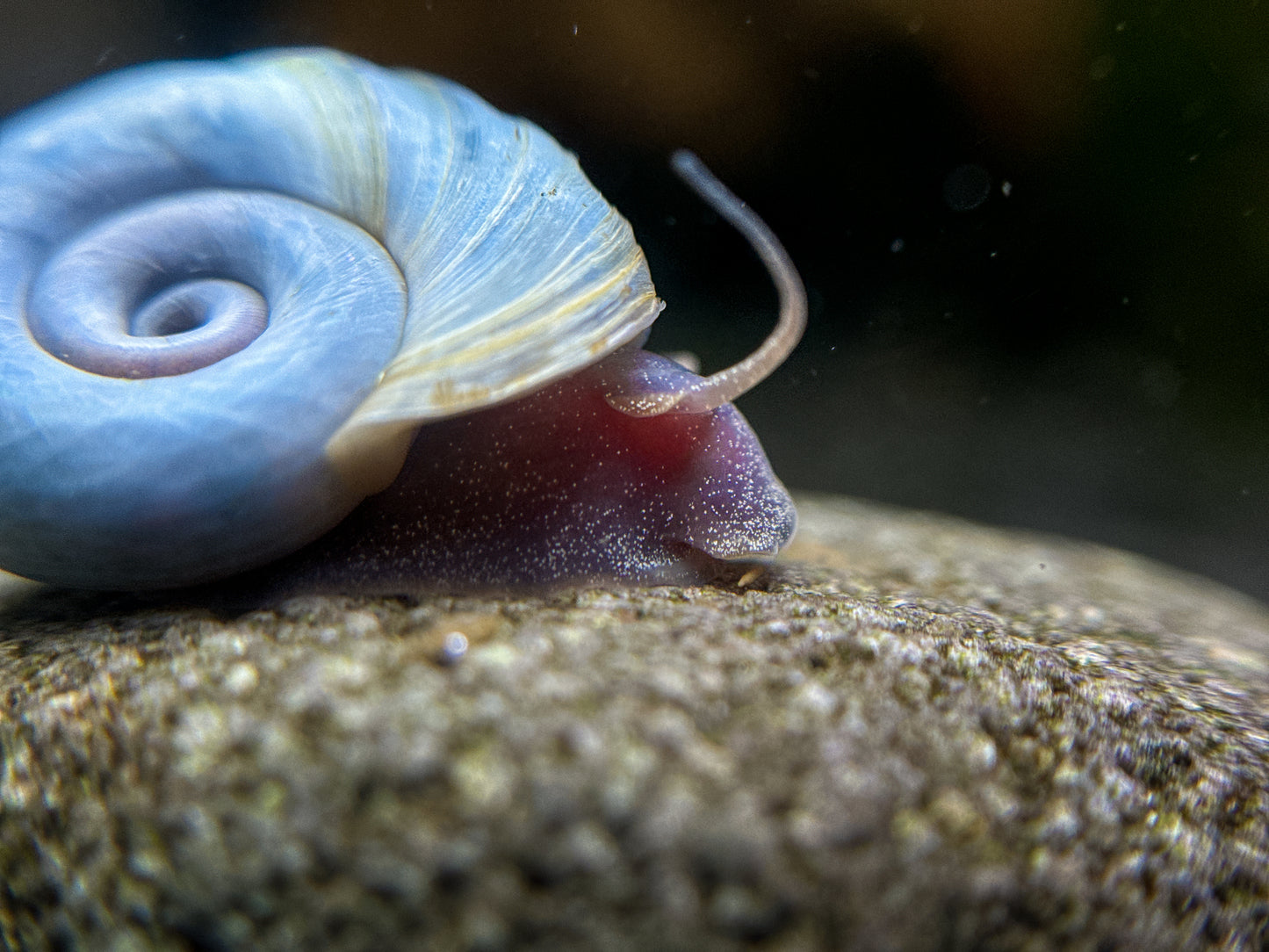 Planorbella duryi "Blaue Posthornschnecke"
