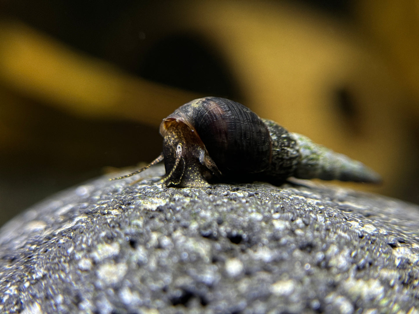 Melanoides maculata "Schwarze Turmdeckelschnecke"