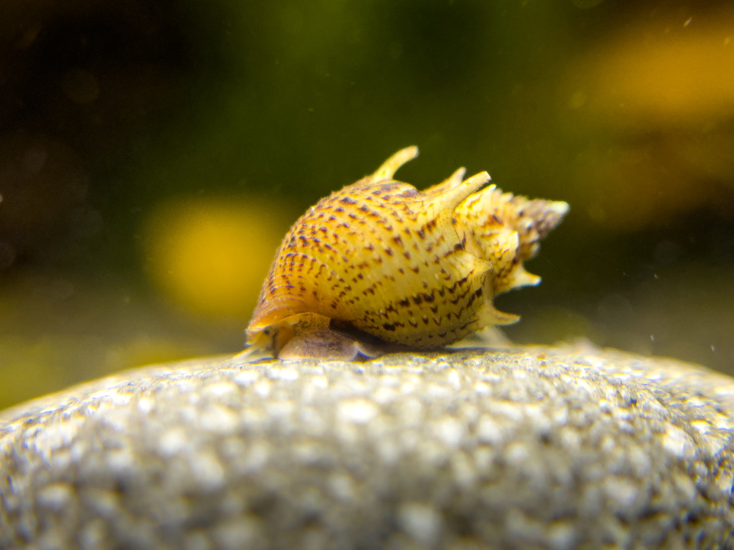 Mieniplotia/Thiara Scabra „Ankylosaurus/Stachel-Turmdeckelschnecke“