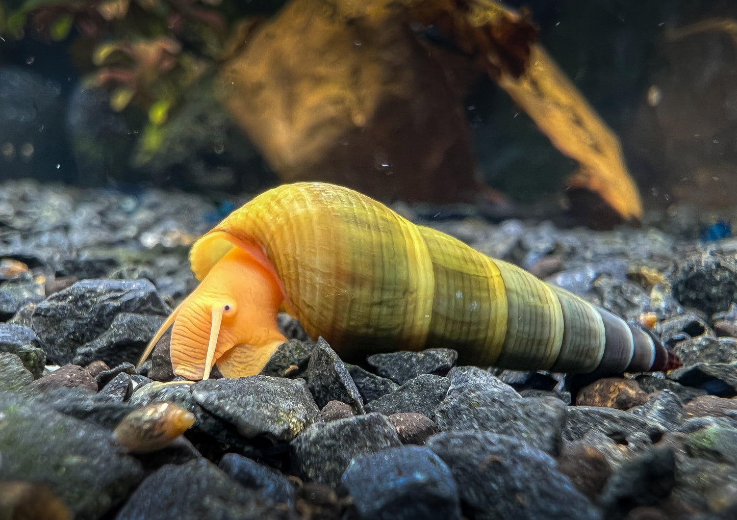 Tylomelania sp. „Albino/Apricot"