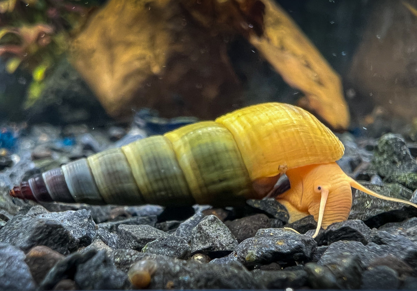 Tylomelania sp. „Albino/Apricot"