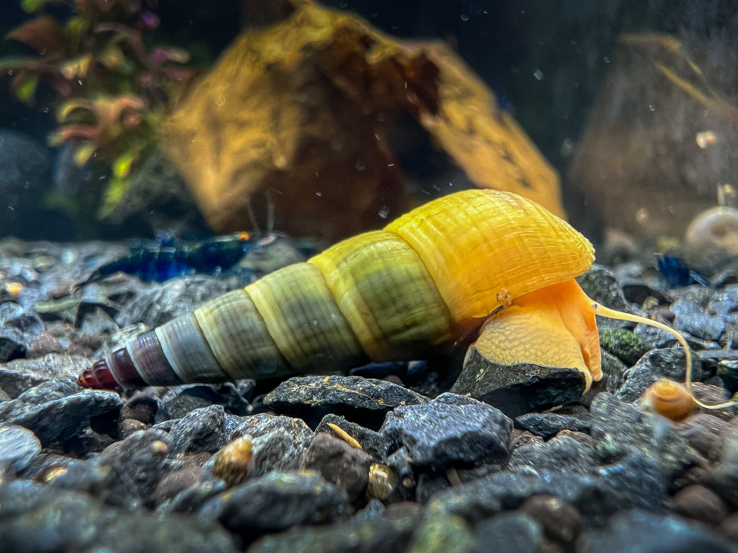 Tylomelania sp. „Albino/Apricot"