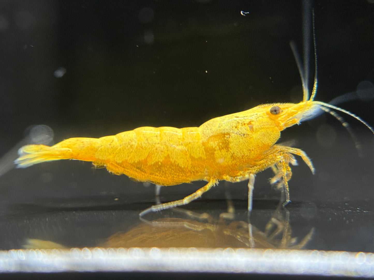Neocaridina "Golden Extreme"