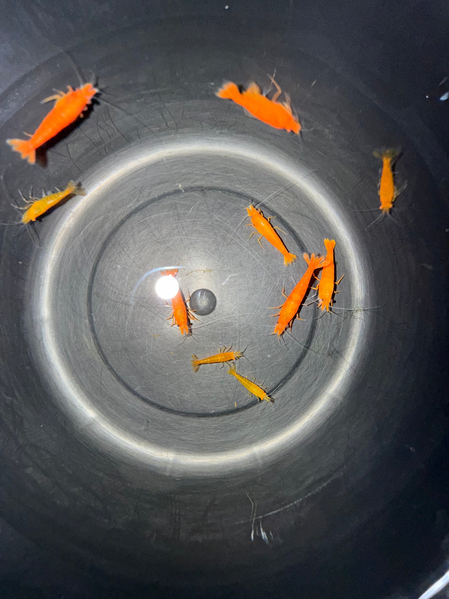 DIY Neocaridina "Orange Demon" Zuchtgruppe