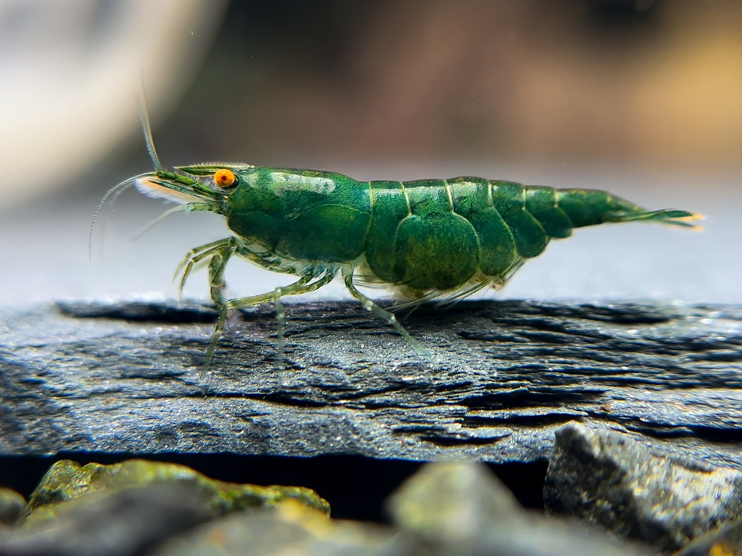 Neocaridina "Green Jade OE" (Green Demon)