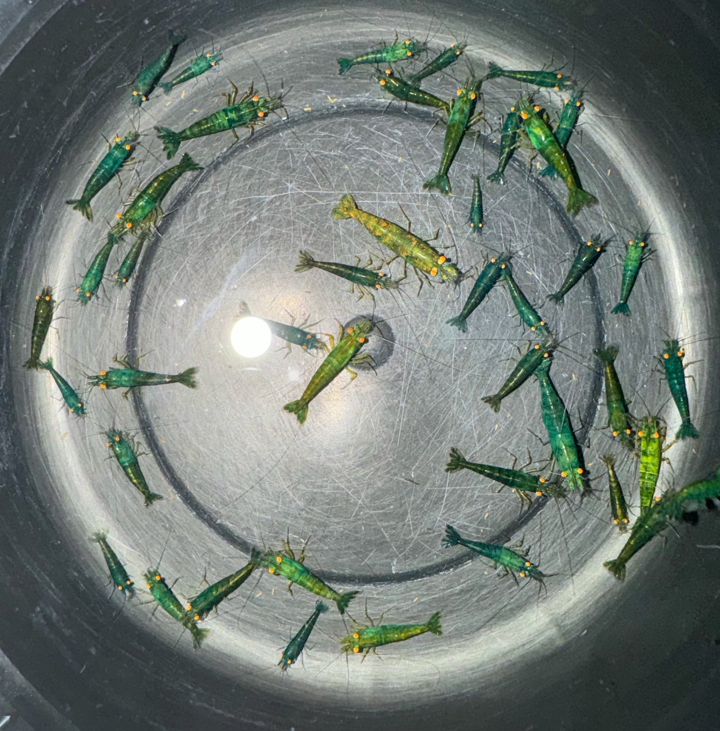 Neocaridina "Green Jade OE" (Green Demon)