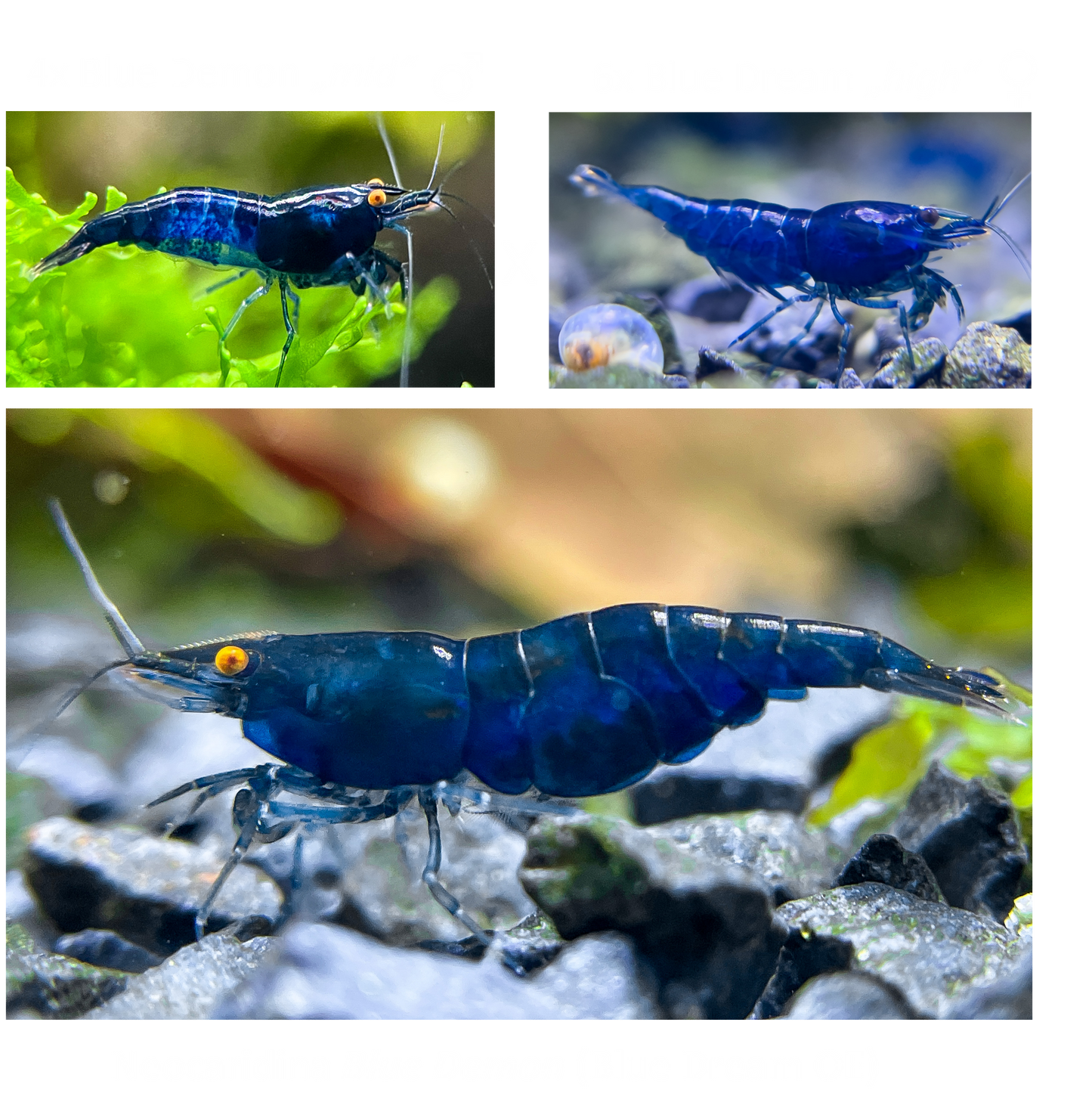DIY Neocaridina "Blue Demon" breeding group