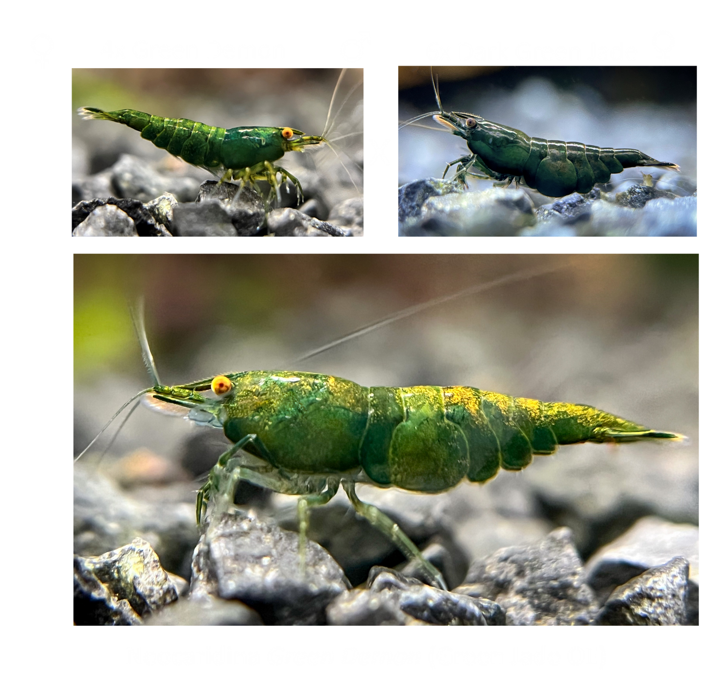 DIY Neocaridina "Green Demon" Zuchtgruppe