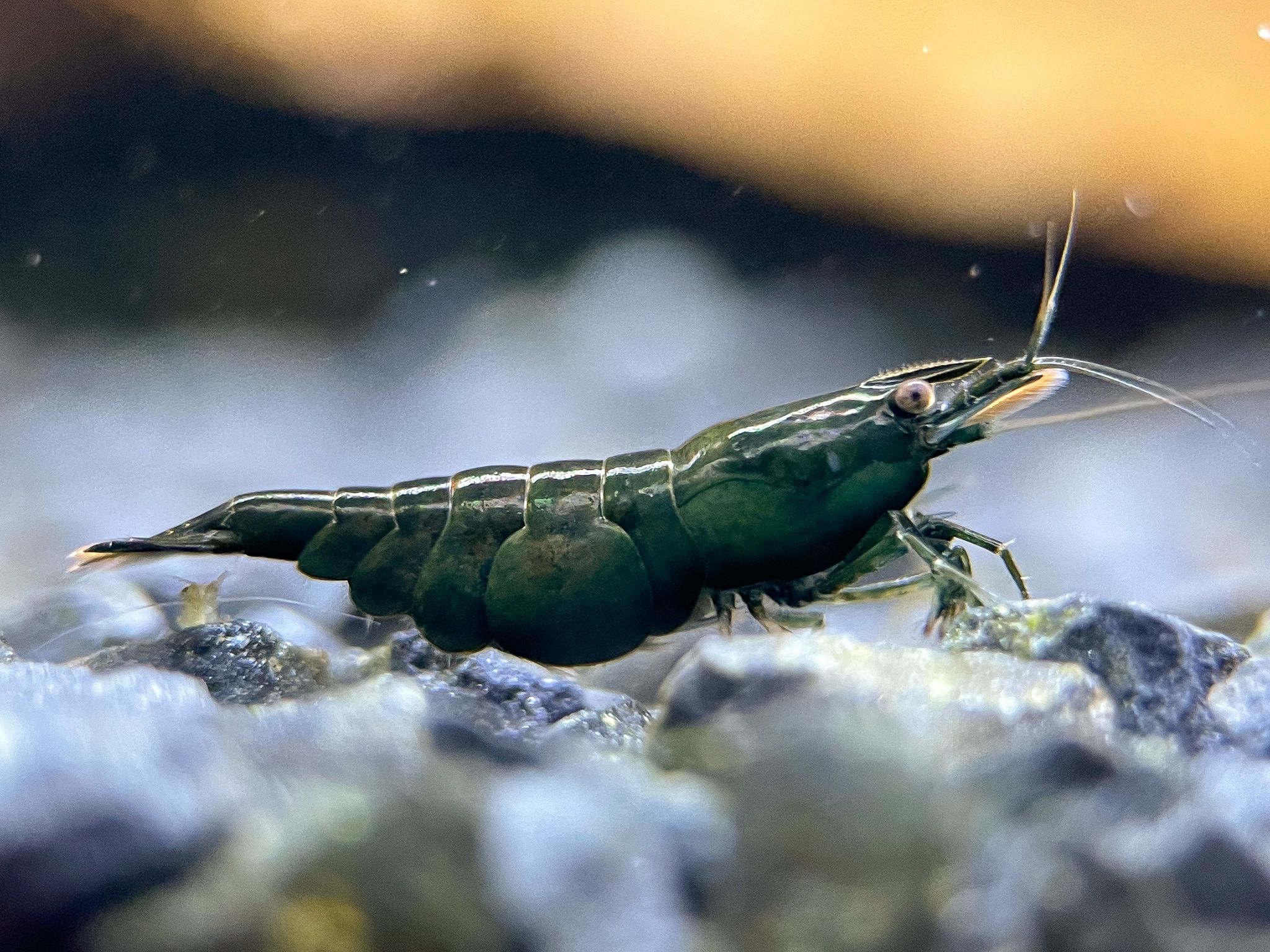 www.shrimpify.eu