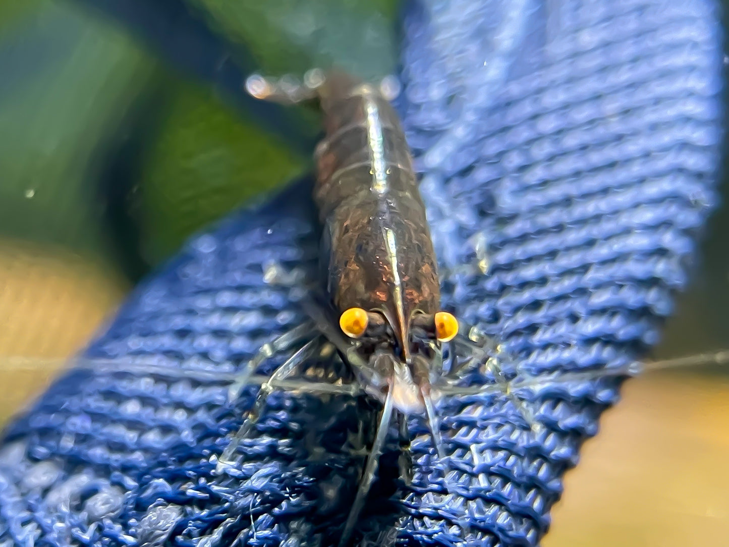 Neocaridina "Black Rose OE"
