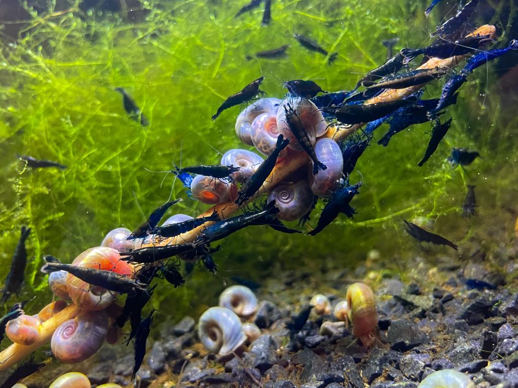 Neocaridina davidi "Blue Sapphire"