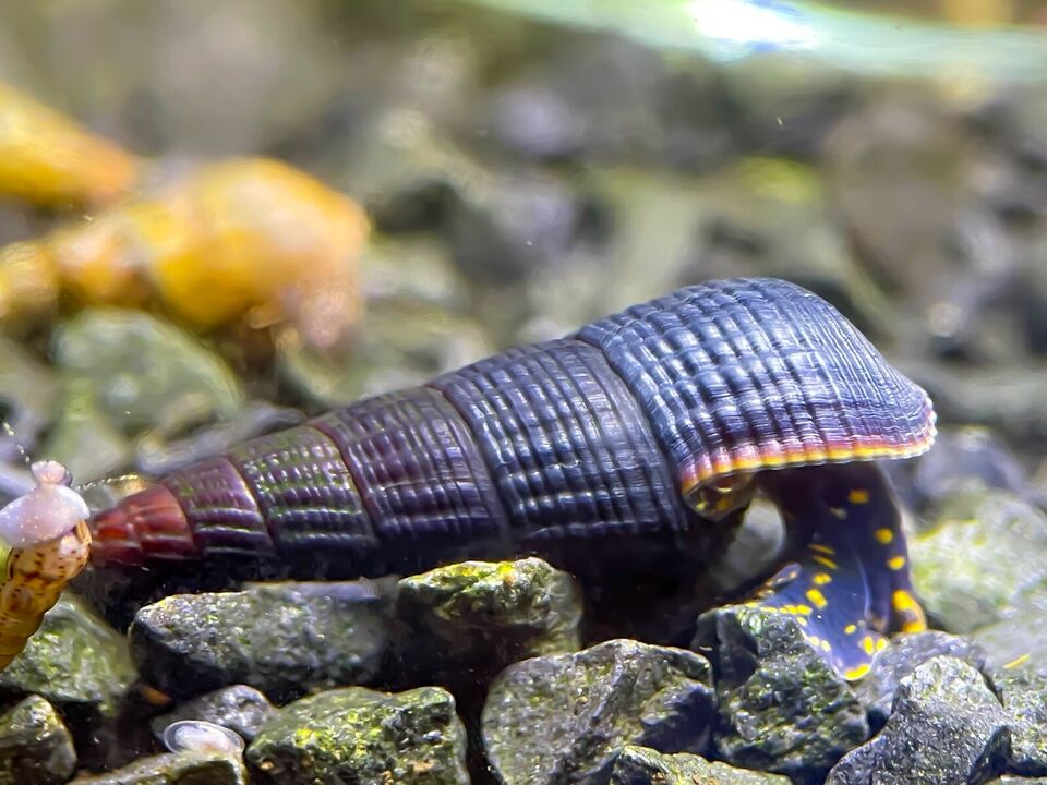 Tylomelania sp. „Yellow Spot“ Shrimpify.eu