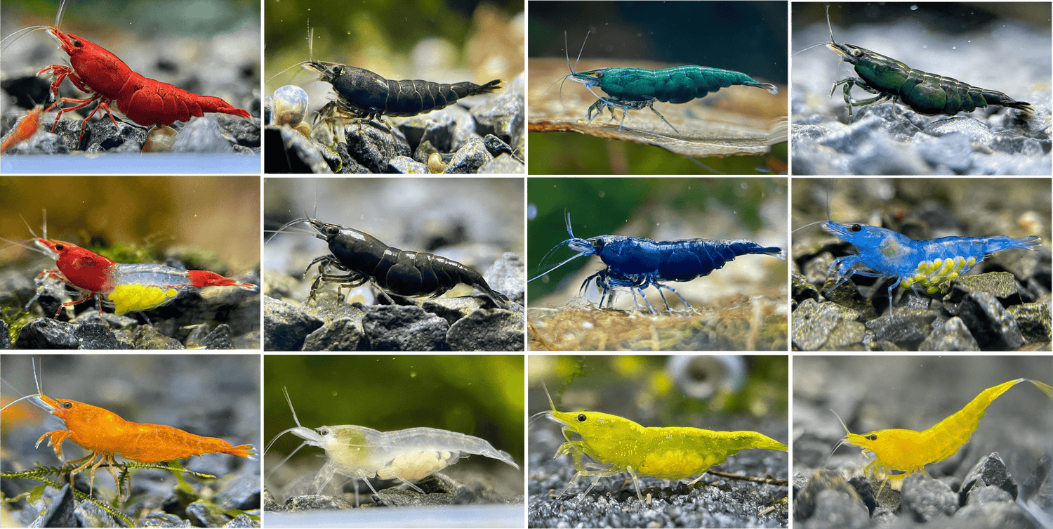 Neocaridina Standardformen