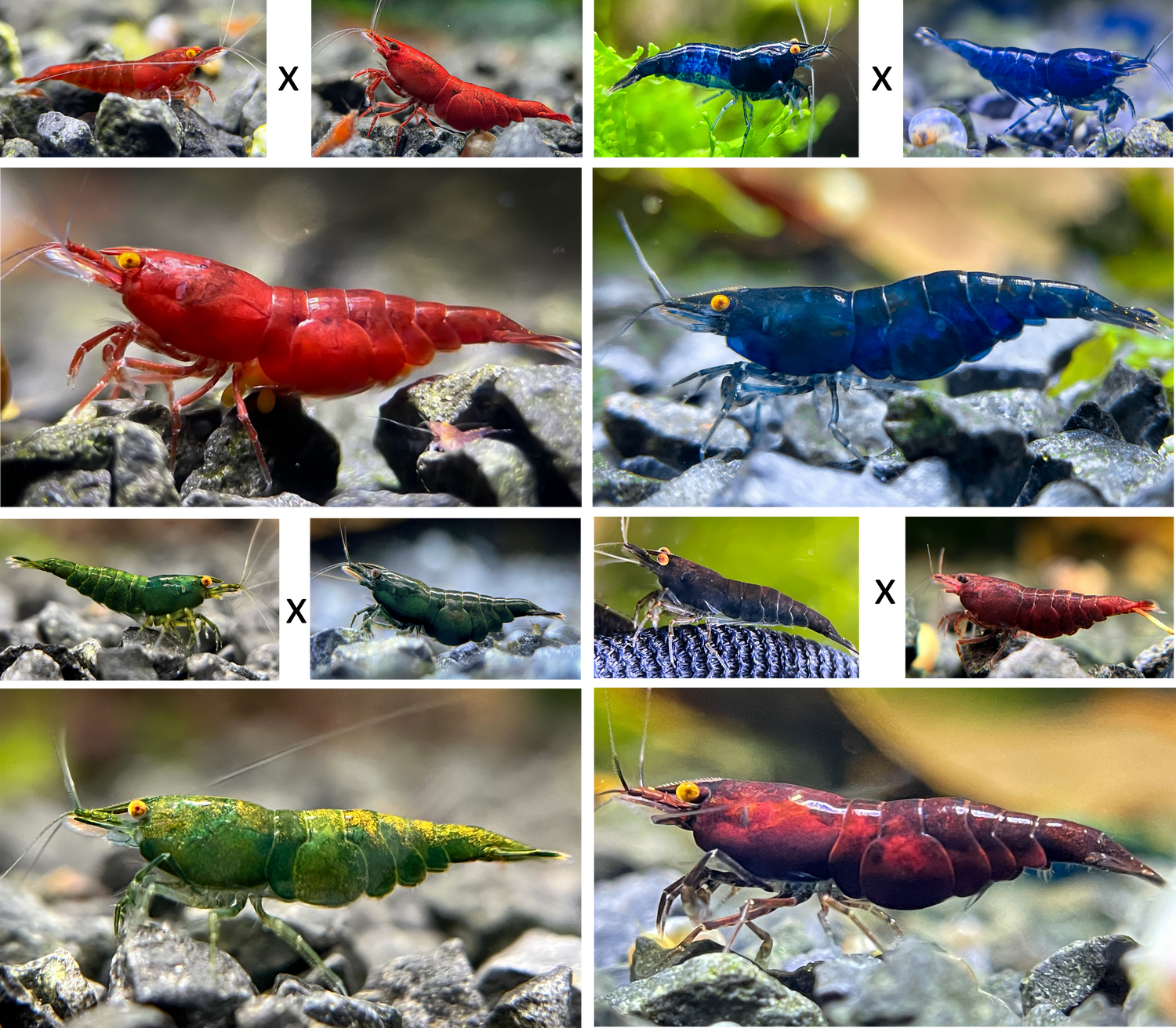 DIY Neocaridina OE/Demon Zuchtgruppen