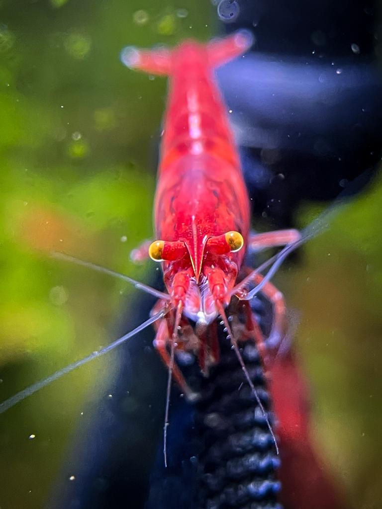 Neocaridina orange eyes (OE)