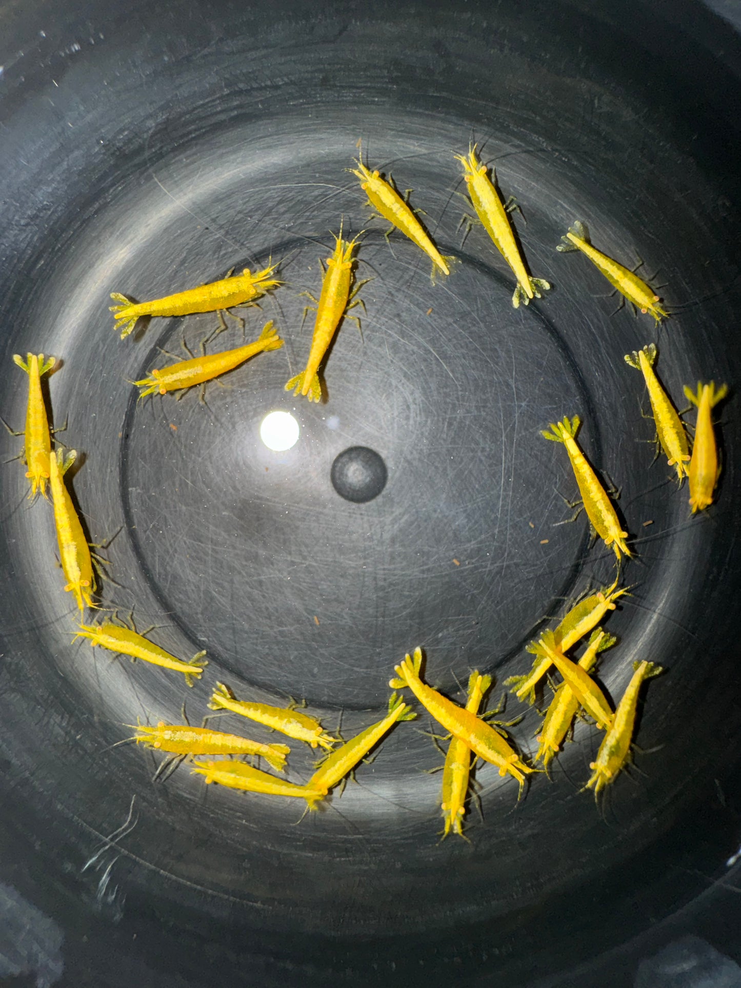 Neocaridina "Yellow Golden Eye"