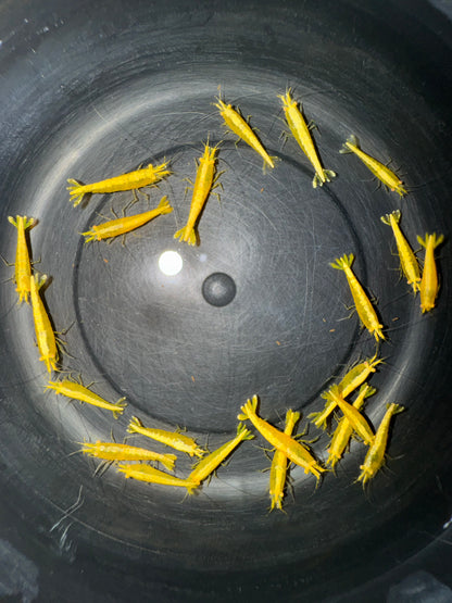 Neocaridina "Yellow Golden Eye"
