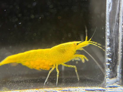Neocaridina "Yellow Golden Eye"