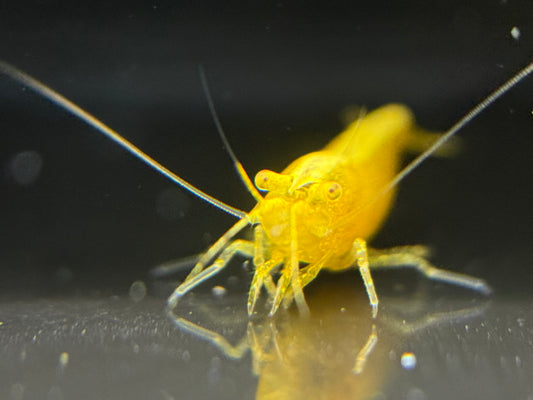 Neocaridina "Yellow Golden Eye"