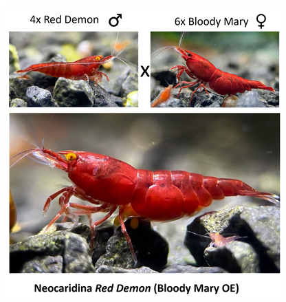 DIY Neocaridina "Red Demon" breeding group