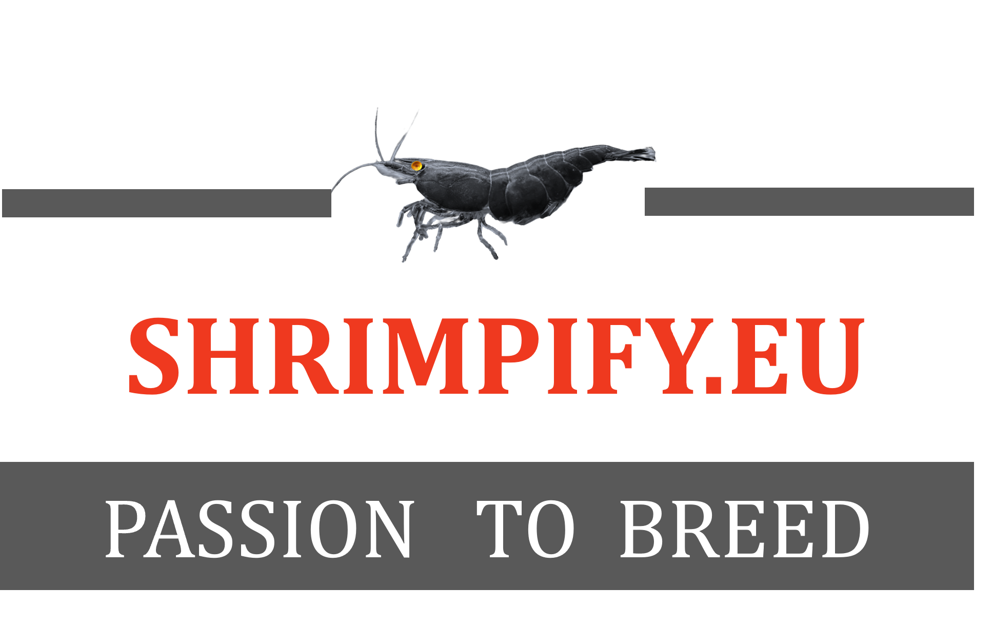 Shrimpify