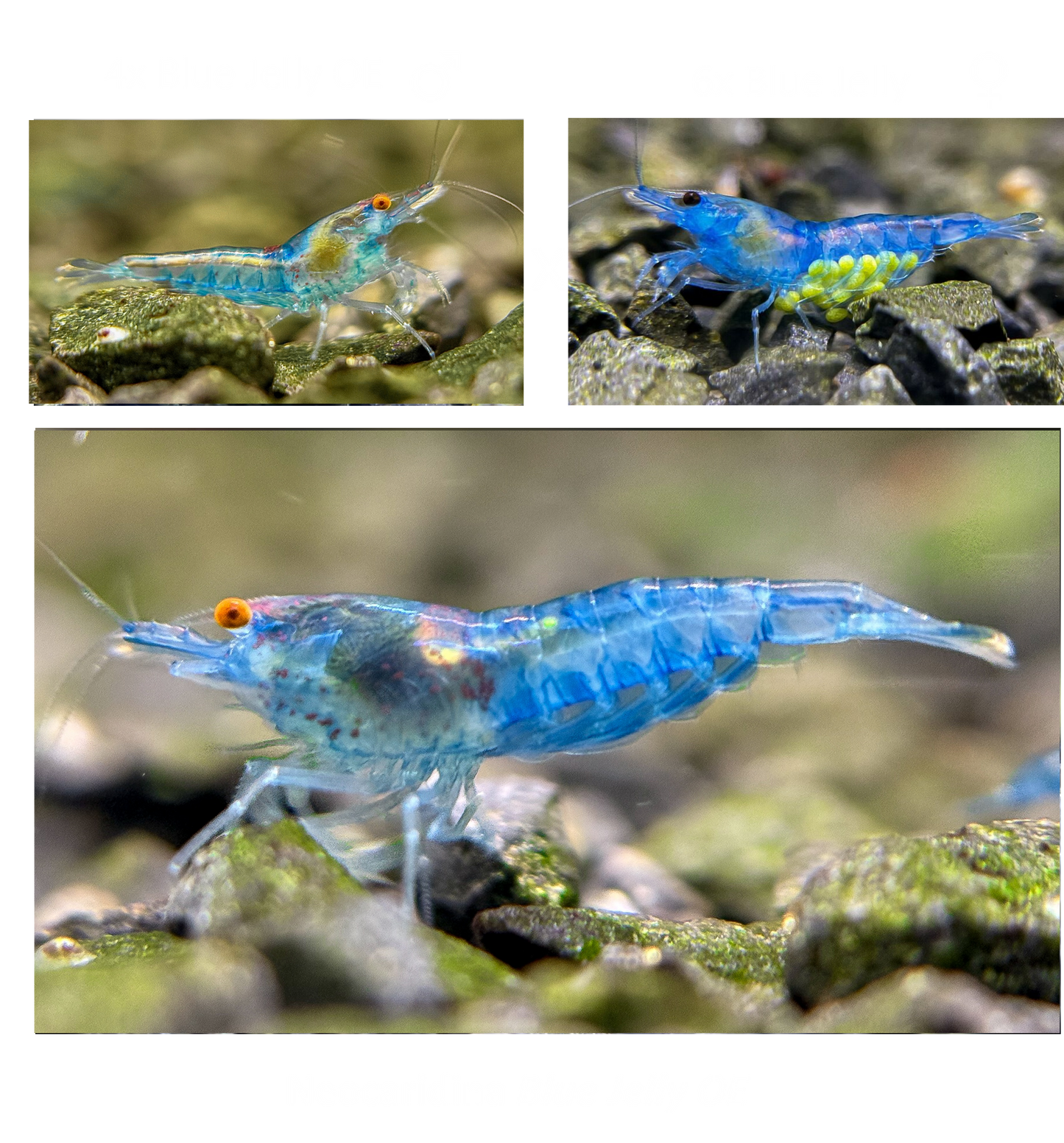 DIY Blue Jelly OE Zuchtgruppe