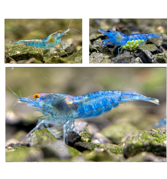DIY Blue Jelly OE Zuchtgruppe