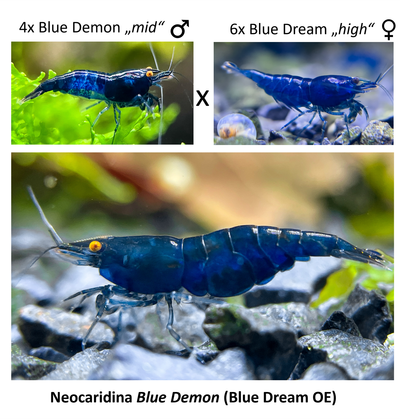 DIY Neocaridina "Blue Demon" breeding group