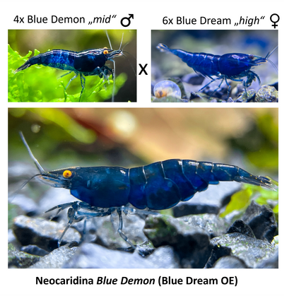DIY Neocaridina "Blue Demon" Zuchtgruppe