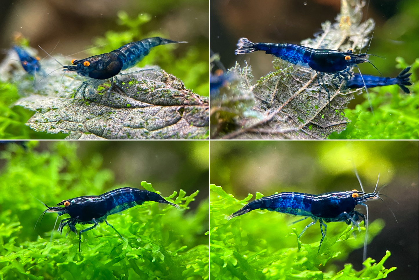 DIY Neocaridina "Blue Demon" breeding group