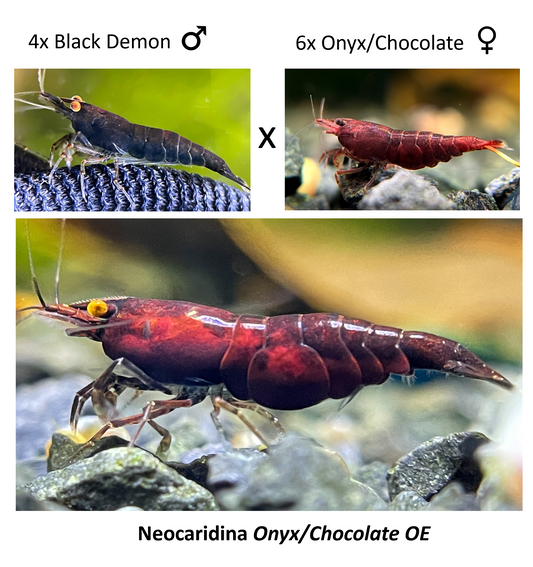 DIY Red Onyx/Chocolate OE Zuchtgruppe
