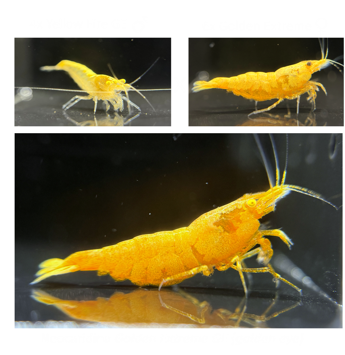 DIY Golden Extreme GE Zuchtgruppe