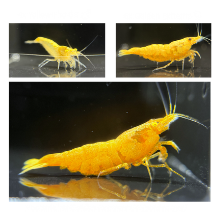 DIY Golden Extreme GE Zuchtgruppe