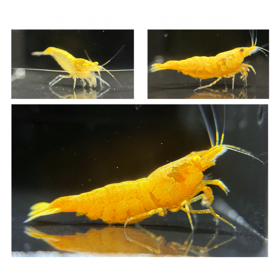 DIY Golden Extreme GE Zuchtgruppe