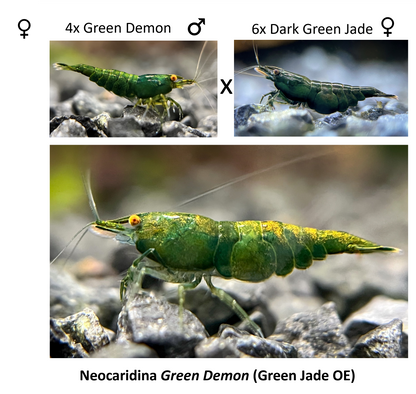 DIY Green Demon Breeding Group