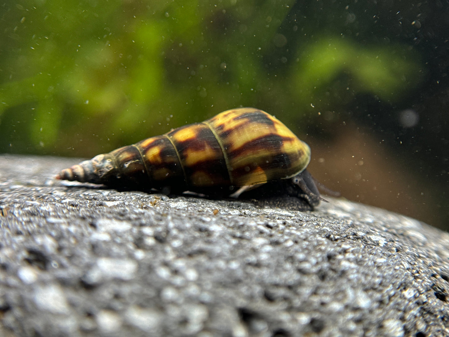 Sulcospira testudinaria "Black Panther"