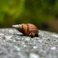 Melanoides/Tarebia granifera "Dimpled Tower Snail"