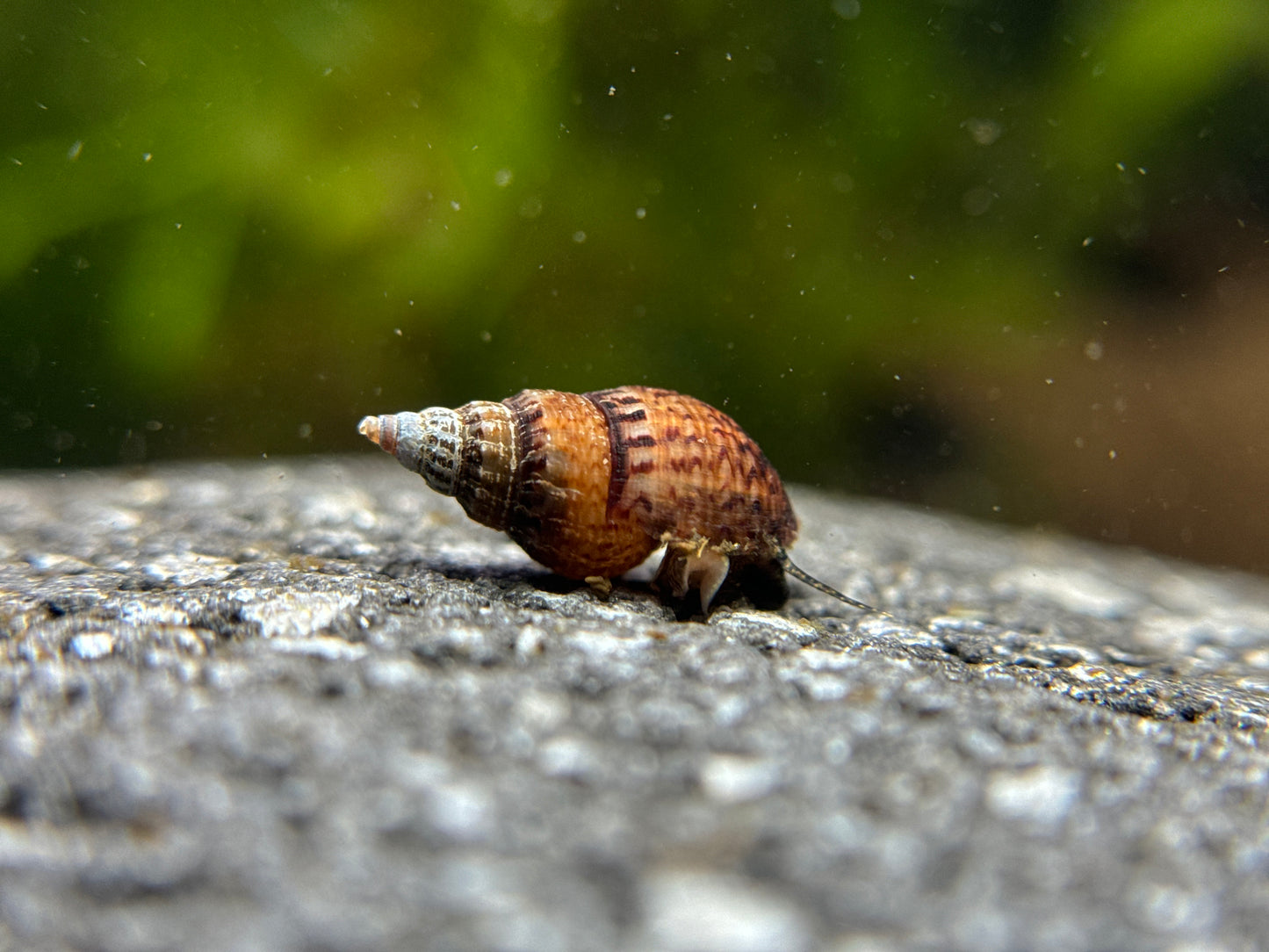 Melanoides/Tarebia granifera "Genoppte Turmdeckelschnecke"