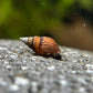 Melanoides/Tarebia granifera "Dimpled Tower Snail"