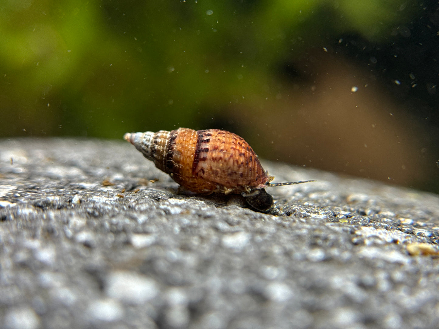 Melanoides/Tarebia granifera "Genoppte Turmdeckelschnecke"