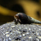 Melanoides maculata "Black Tower Snail"