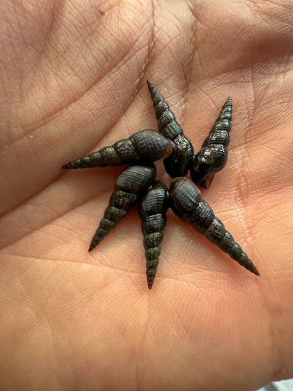 Melanoides maculata "Schwarze Turmdeckelschnecke"