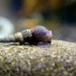 Melanoides maculata "Black Tower Snail"